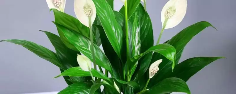 认识一帆风顺作用的方法和重点？认识一帆风顺作用要做好哪些细节？-会东网