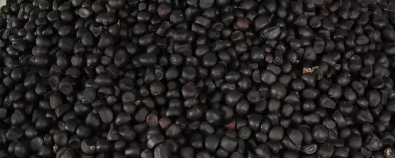 种植芍药种子的方法和重点？种植芍药种子要做好哪些细节？-会东网