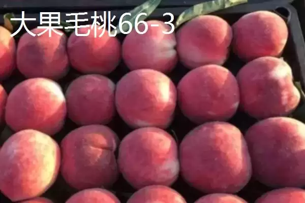 图片[5]-桃树苗品种优选：秋彤桃为何是国内最好的品种？-会东网