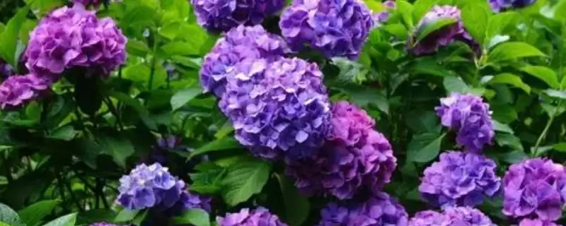 如何提高绣球花切花质量？养护绣球花提高切花质量要怎么做？-会东网