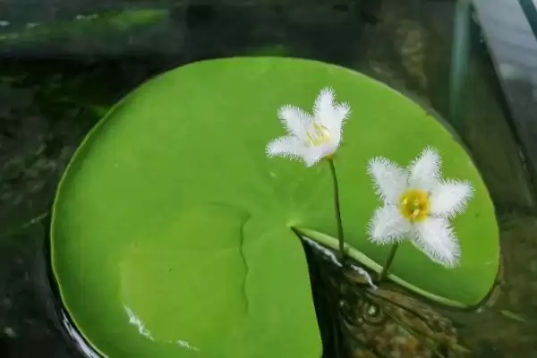 图片[3]-处理一叶莲水培叶子腐烂的方法和重点？处理一叶莲水培叶子腐烂要做好哪些细节？-会东网