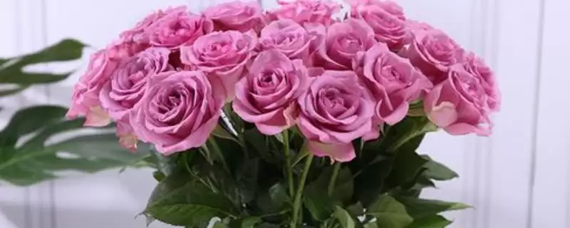 玫瑰花插在水里怎么保鲜呢 ,玫瑰花插水需每隔一两天换一次水-会东网