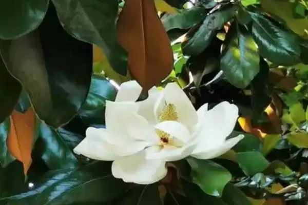 图片[4]-山玉兰和广玉兰有什么区别？区分山玉兰和广玉兰要关注哪些差异？-会东网