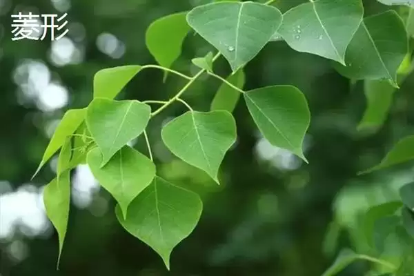 图片[10]-树叶颜色有哪些？认识树叶颜色要了解哪些常见的色素影响和变化规律？-会东网