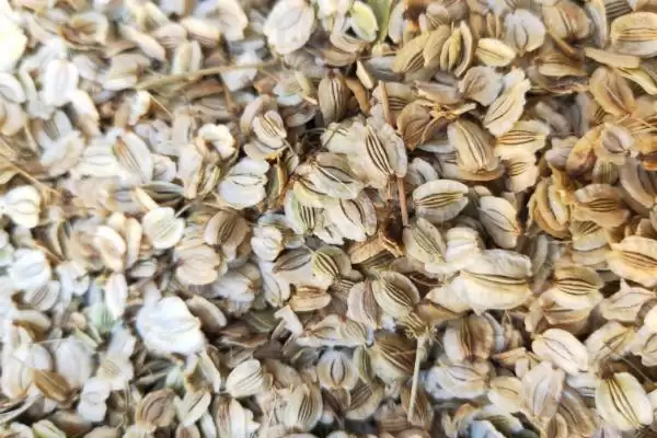 图片[3]-种植白芷的流程和要点？种植白芷需把控哪些关键环节？-会东网