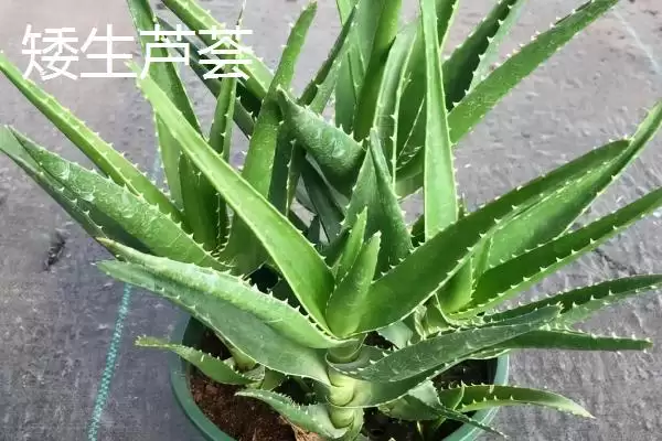 图片[10]-芦荟有哪些常见的种类 ,常见的芦荟种类有哪些-会东网