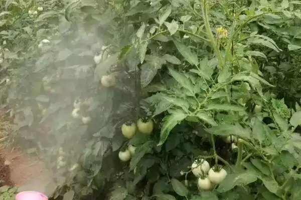 图片[3]-如何防治西红柿灰霉病？种植西红柿防治灰霉病要采取哪些措施？-会东网