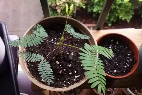 图片[2]-如何种植含羞草种子？种植含羞草种子要遵循哪些详细的种植步骤？-会东网