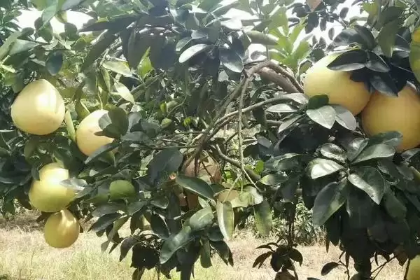 图片[4]-沙田柚的种植条件？种植沙田柚要满足哪些科学的种植环境和条件？-会东网