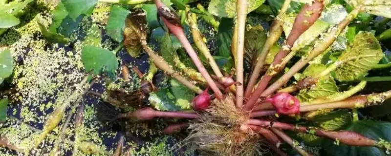 种植菱角的方法和重点？种植菱角要做好哪些细节？-会东网