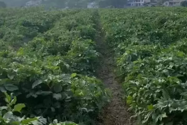 图片[8]-种植白芷的流程和要点？种植白芷需把控哪些关键环节？-会东网