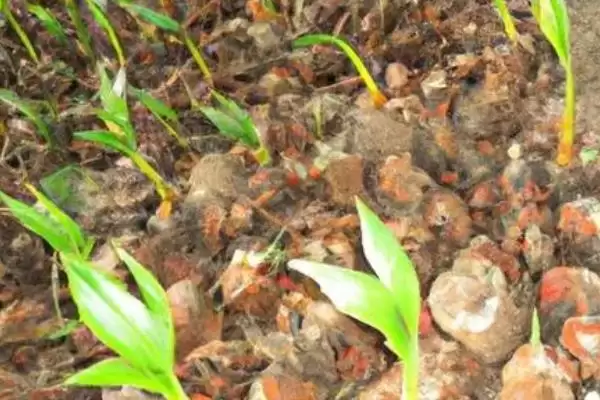 图片[4]-棕榈树种植的方法和要点？种植棕榈树要掌握哪些关键步骤？-会东网