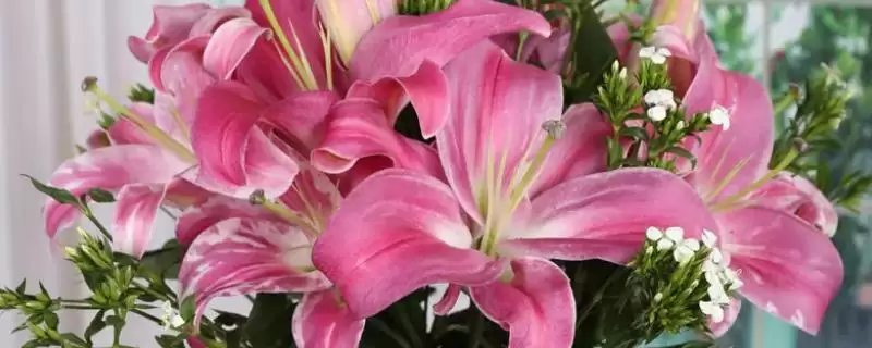 罗宾百合花香不香 ,罗宾百合的气味是否芳香-会东网
