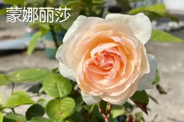 图片[6]-最美的月季花品种的种类和要点？选择月季花品种需关注哪些？-会东网