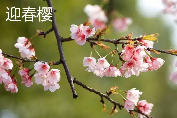 图片[6]-了解樱花花期的方法和重点？了解樱花花期要做好哪些细节？-会东网