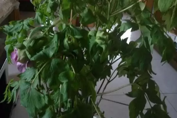 图片[2]-牡丹花叶片打卷的原因是什么呢,牡丹花根系受损会导致叶片卷曲变黄-会东网