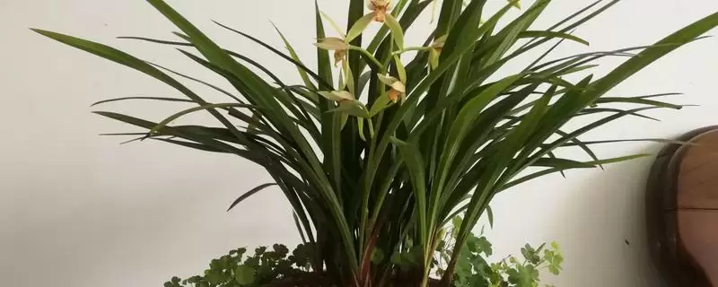 夏天兰花叶子发黄干枯的原因和要点？分析夏天兰花叶问题需关注哪些方面？-会东网