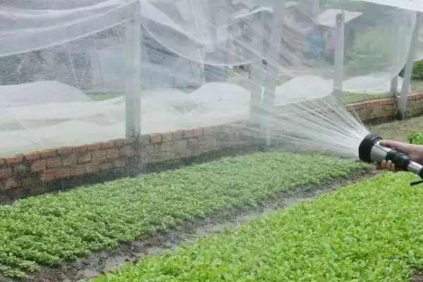 图片[3]-给大棚蔬菜施冲施肥料的方法和重点？给大棚蔬菜施冲施肥料要做好哪些细节？-会东网