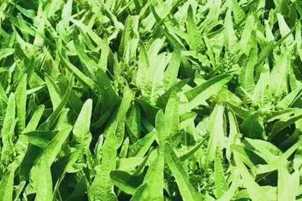 图片[2]-确定油麦菜种植时间的方法和重点？确定油麦菜种植时间要做好哪些细节？-会东网