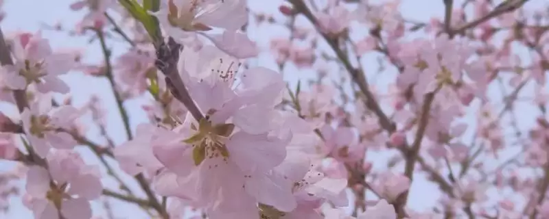 山桃花和桃花的区别？区分山桃花和桃花要关注哪些重要的差异点？-会东网