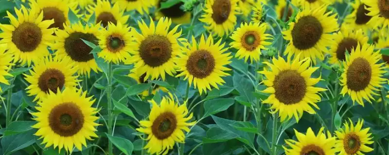无惧烈日的花卉：向日葵、茉莉花、碗莲的阳光秘籍-会东网