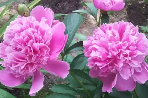 图片[8]-牡丹花的花语有什么含义呢,牡丹花寓意富贵、吉祥、幸福等美好含义-会东网
