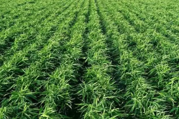 图片[3]-生姜的种植时间？了解生姜种植时间要关注哪些季节和气候要点？-会东网