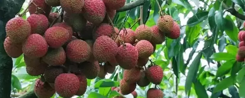 荔枝的成熟季节 ,荔枝为什么在 5-8 月成熟呢?-会东网