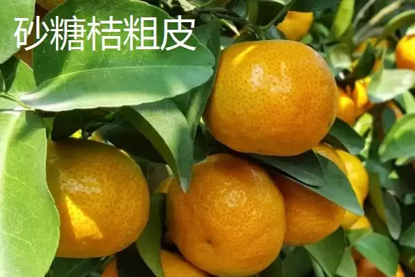 图片[3]-沙糖桔起沙和粗皮的区别？区分沙糖桔起沙和粗皮要关注什么？-会东网