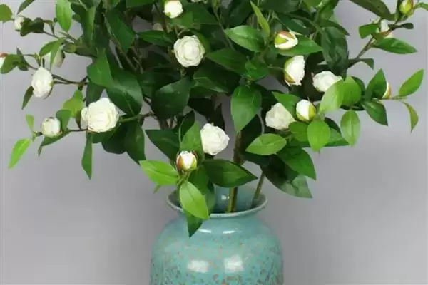 图片[6]-山茶花的花语是什么？认识山茶花花语要知晓哪些寓意内涵？-会东网