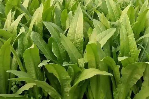 图片[7]-确定油麦菜种植时间的方法和重点？确定油麦菜种植时间要做好哪些细节？-会东网