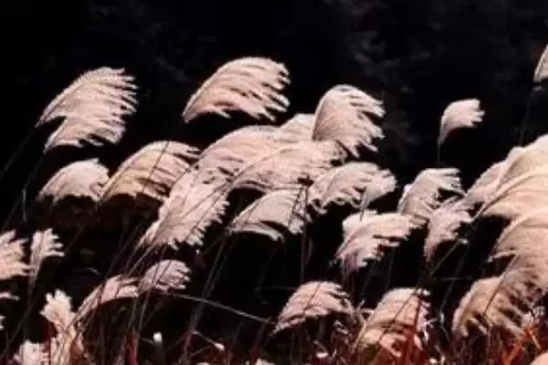 图片[4]-芦苇是什么样的植物 ,芦苇属于什么类型的植物-会东网