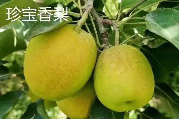 图片[2]-香梨品种的种类和要点？了解香梨品种需关注哪些关键内容？-会东网