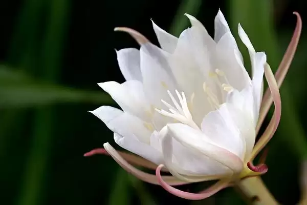 图片[2]-昙花一年开多少次？了解昙花一年开花次数要探究哪些花期规律和养护要点？-会东网