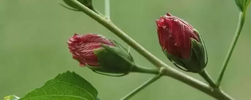 木槿的花骨朵没开就掉落怎么处理呢,木槿花骨朵掉落可控浇水、增光照和养分-会东网