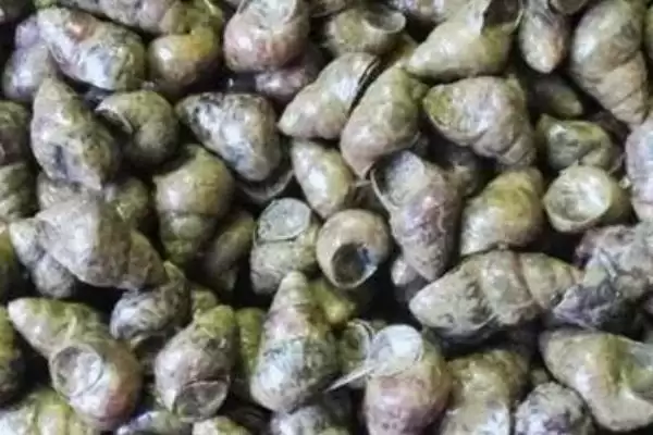 图片[4]-石螺怎么处理？处理石螺要掌握哪些有效的清洗和烹饪前处理方法？-会东网