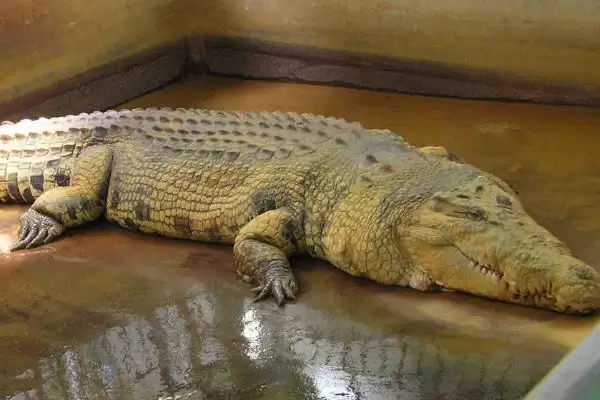 图片[4]-湾鳄的简介？认识湾鳄要了解哪些关键的生物分类、形态和习性要点？-会东网