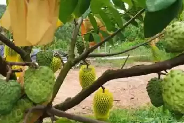 图片[2]-释迦果的种植条件？种植释迦果要满足哪些科学的种植环境和条件要求？-会东网