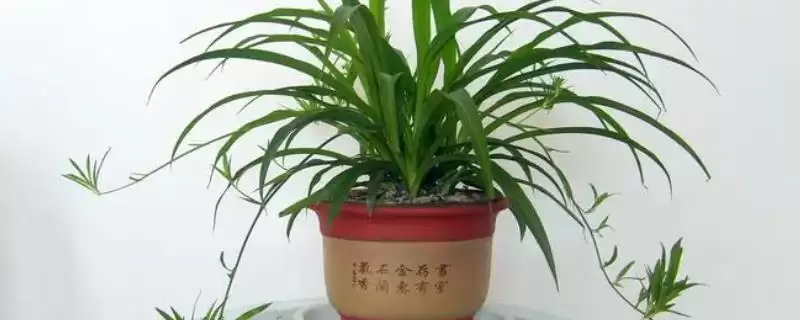 认识净化室内空气花卉植物的方法和重点?认识净化室内空气花卉植物要做好哪些细节?-会东网