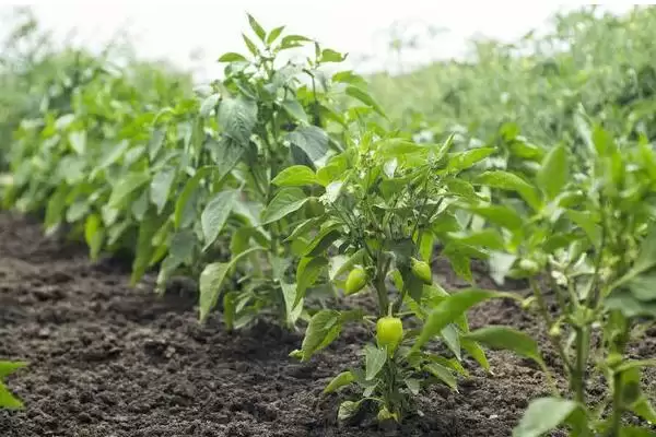 辣椒的施肥技巧 ,辣椒施肥为何要重施有机肥呢?插图3 辣椒的施肥技巧 ,辣椒施肥为何要重施有机肥呢?插图3