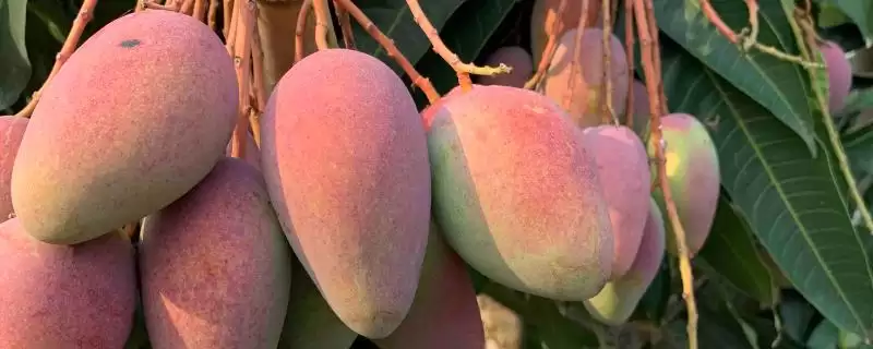 芒果苗什么品种比较好 ,芒果苗有哪些好的品种可选-会东网