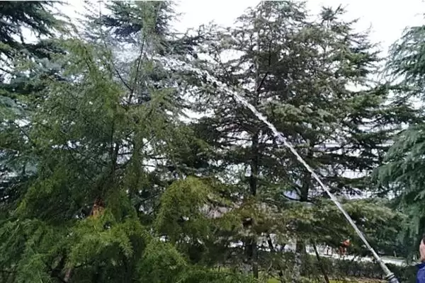 图片[3]-认识雪松这种植物的方法和重点？认识雪松这种植物要做好哪些细节？-会东网