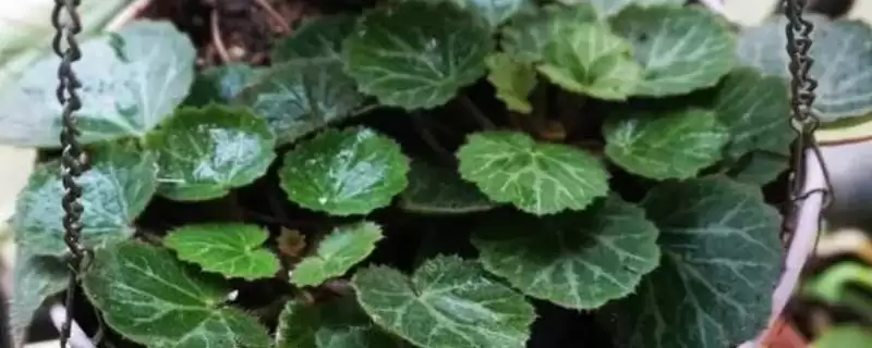 养虎耳草的方法和重点？养虎耳草要做好哪些细节？-会东网