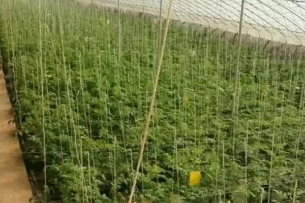 图片[6]-蔬菜春寒预防技巧？预防蔬菜遭受春寒要掌握哪些实用的预防方法？-会东网