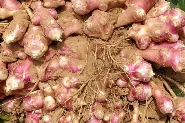 图片[2]-探寻洋姜产量高但无人种植原因的方法和重点？探寻洋姜产量高但无人种植原因要做好哪些细节？-会东网
