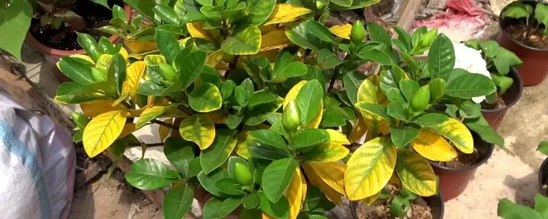 探寻栀子花黄叶原因的方法和重点?探寻栀子花黄叶原因要做好哪些细节?-会东网