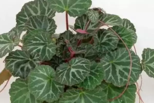图片[4]-养虎耳草的方法和重点？养虎耳草要做好哪些细节？-会东网