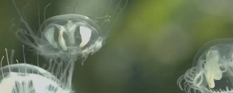 水母可以人工养殖吗？判断水母能否人工养殖要考虑哪些养殖条件和技术要点？-会东网