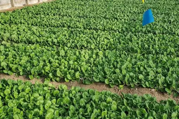 图片[2]-农村投资好项目推荐：反季节果蔬种植、果蔬配送的商机-会东网