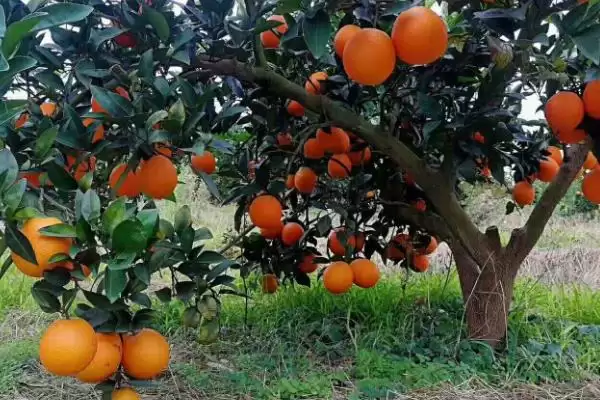 图片[3]-脐橙树花果期管理秘籍：根据树势疏花疏果的关键要点-会东网